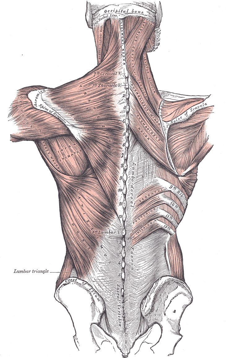 The Secret to a Healthy Back: All About Your Lumbar Muscles