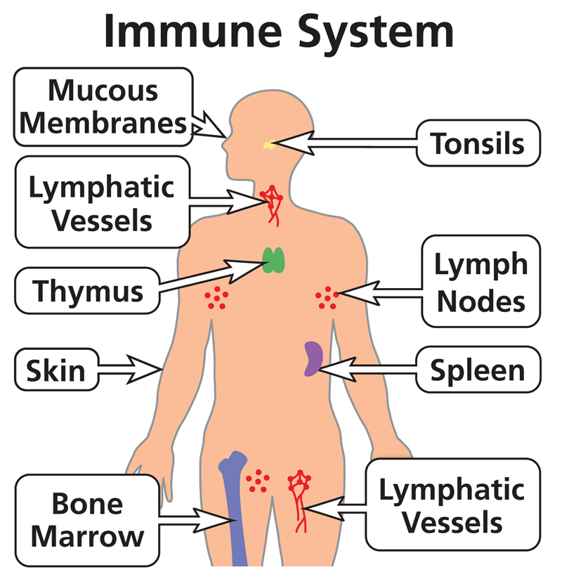 The Balancing Act: How to Keep Your Immune System in Check