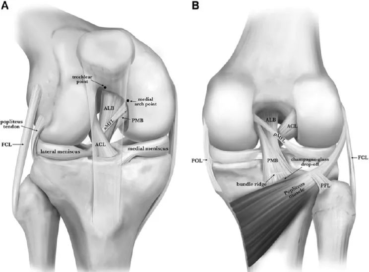 PCL (Posterior Cruciate Ligament ) Injury: From Case Anatomy to Treatment