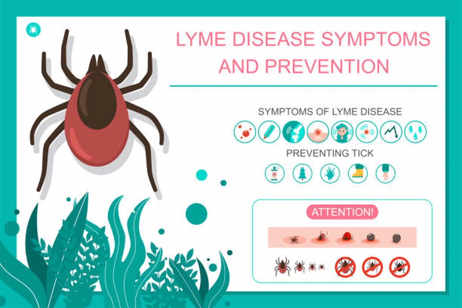 Tick Talk: The Curious Case of Lyme Disease