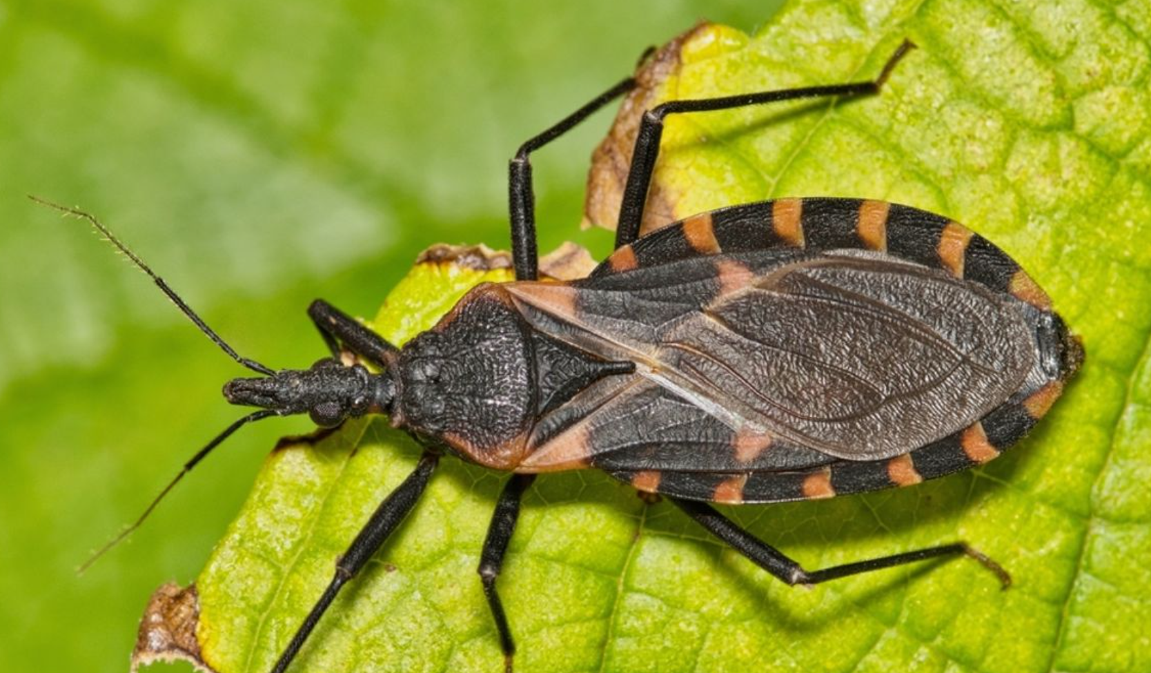 Chagas Disease: The “Silent Killer” Emerging in the U.S.